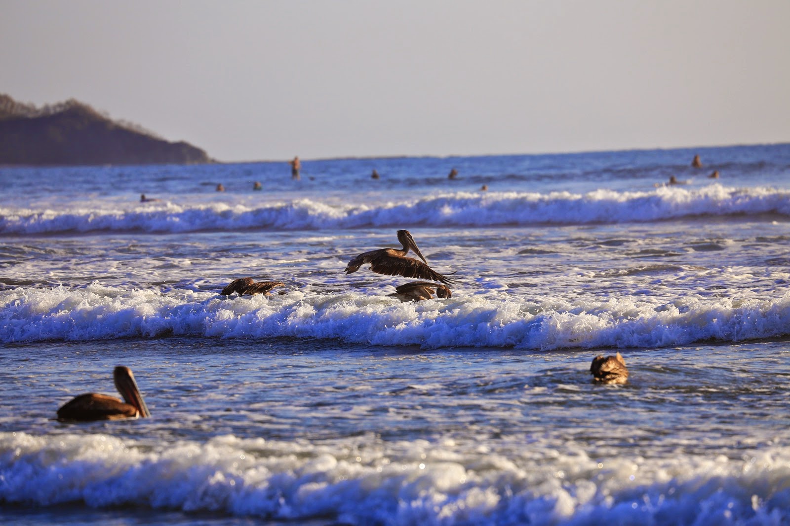 Des pélicans posés sur les vagues