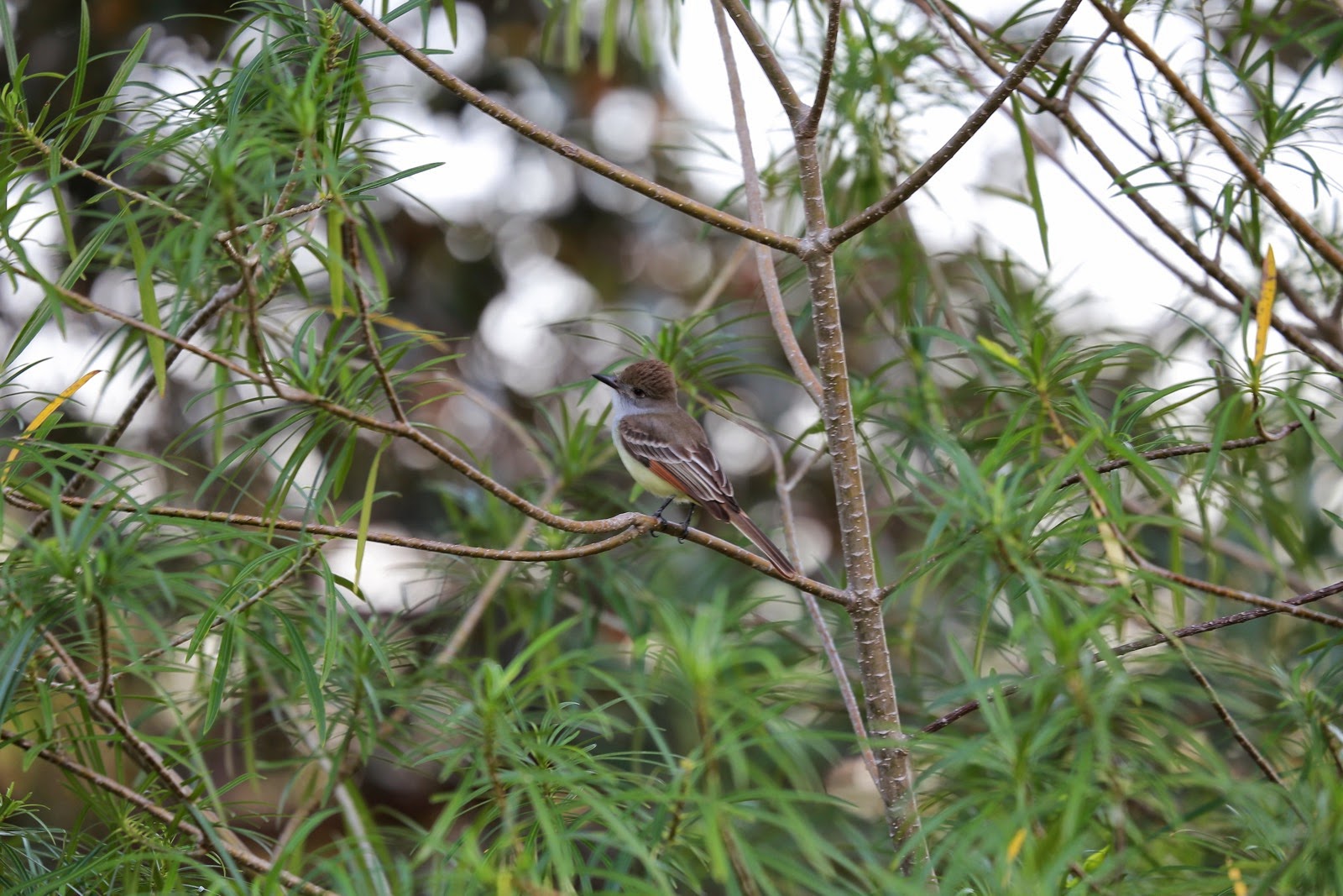 Un oiseau caché dans les branches