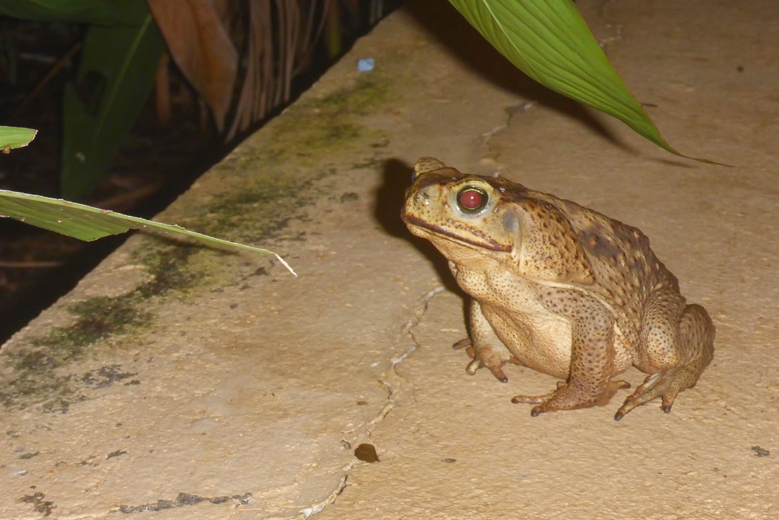 Un crapaud buffle
