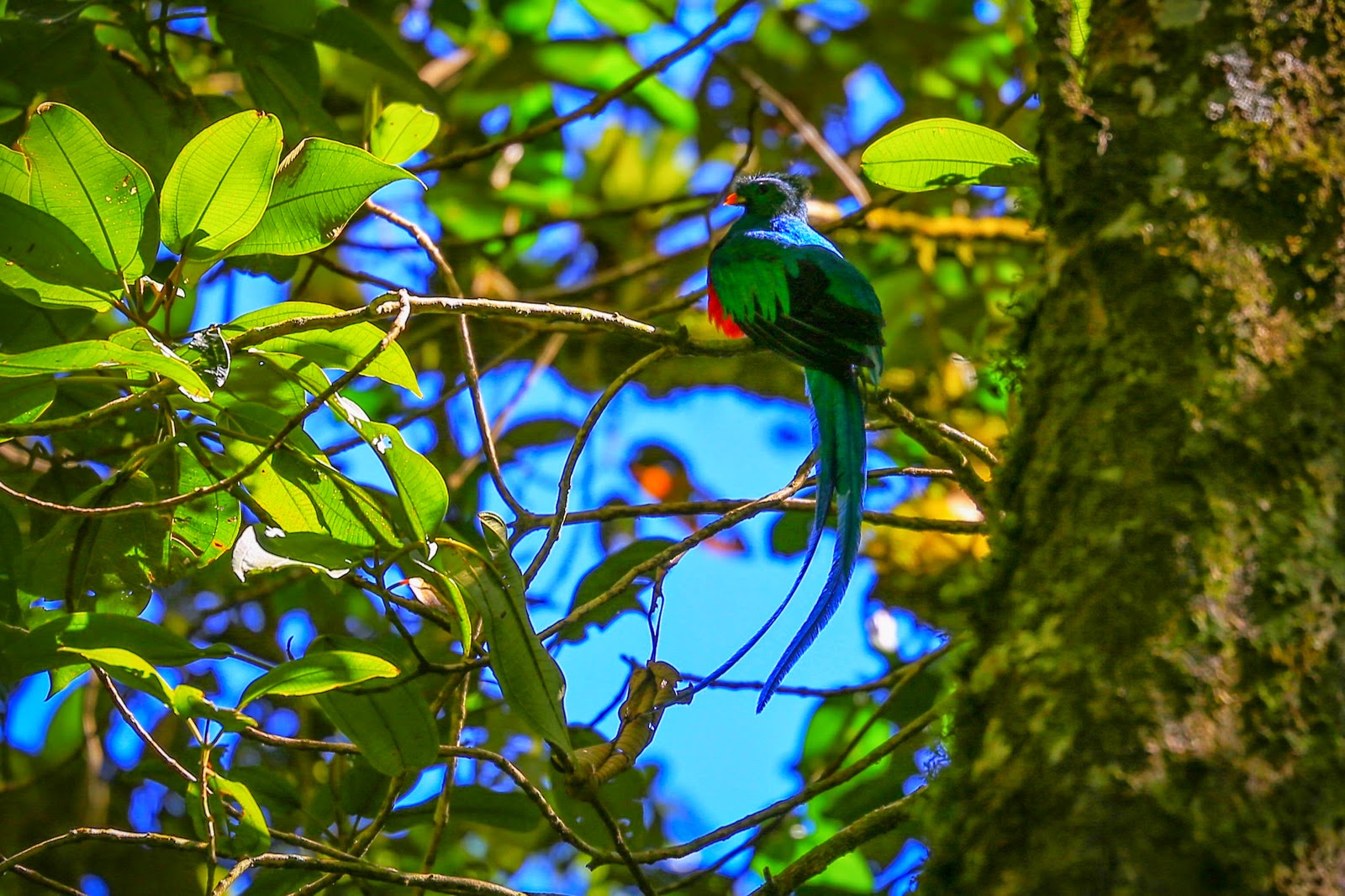 Quetzal mâle et ses longues plumes vertes