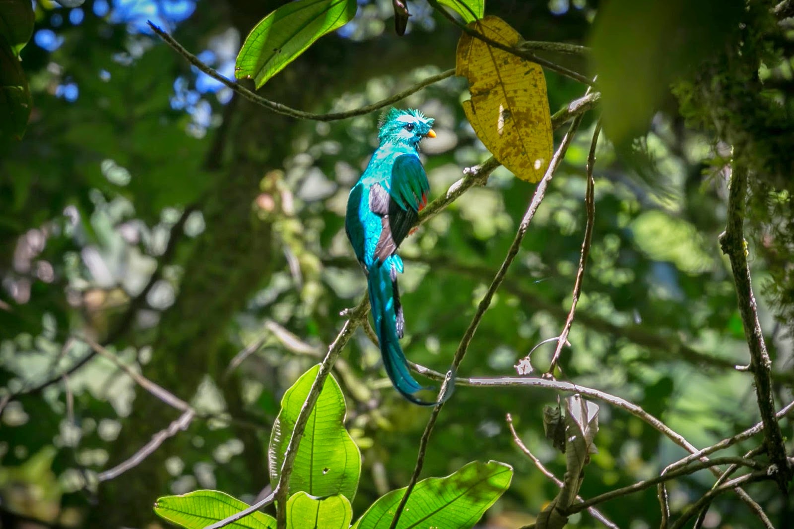 Quetzal resplendissant sur une branche