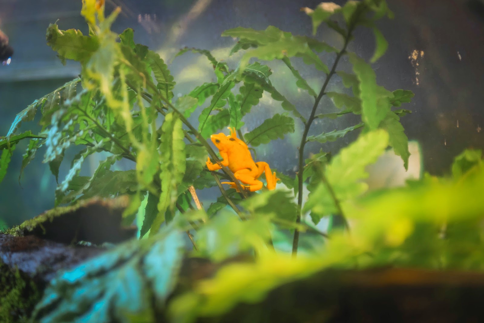 Grenouille dorée orange dans son vivarium