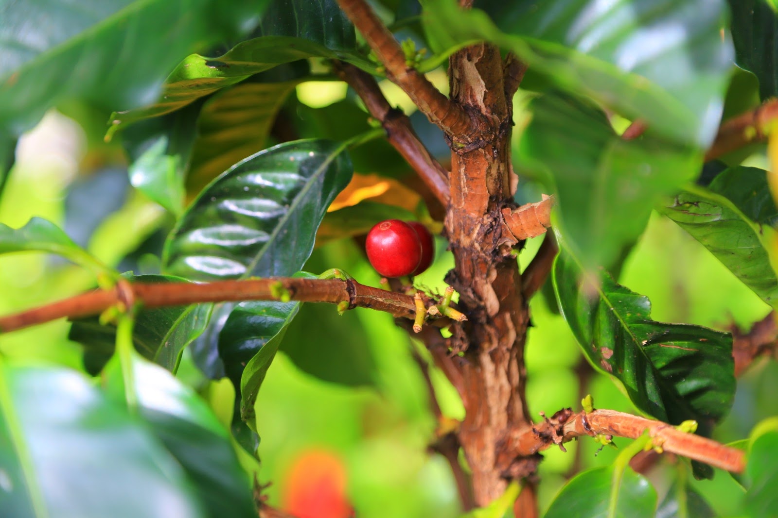 Cerise de café rouge sur sa branche