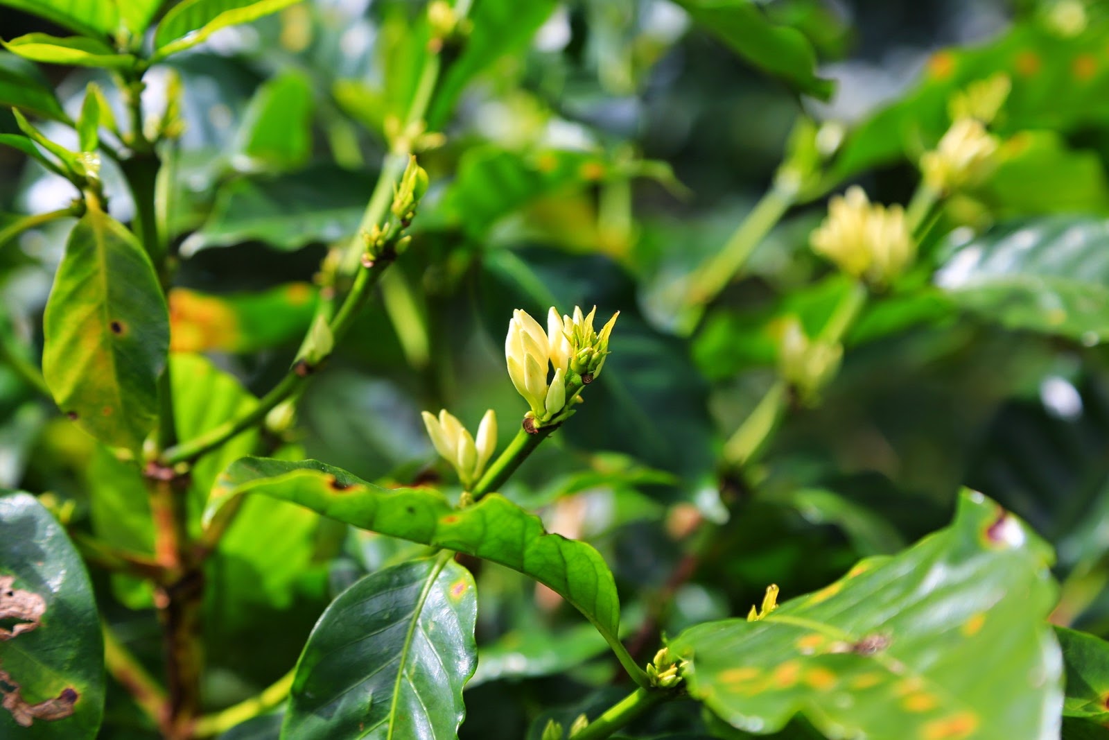 Fleurs blanches de caféier