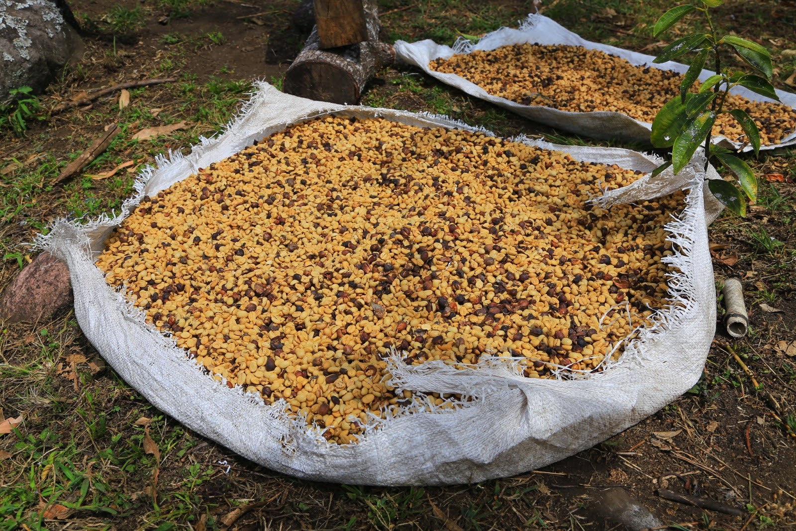 Grains de café qui sèchent sur une bâche