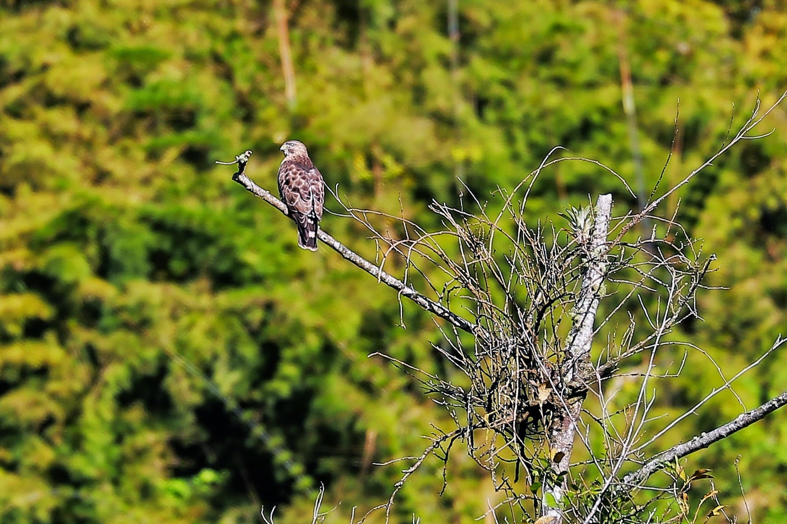 Rapace perché sur une branche morte