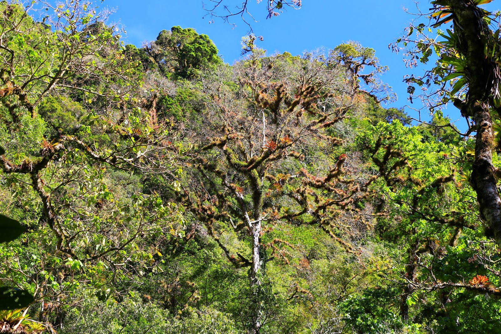 Forêt tropicale sur les pentes du volcan Barú
