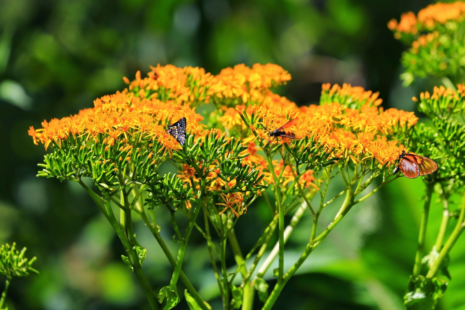 Fleurs orange sur le sentier
