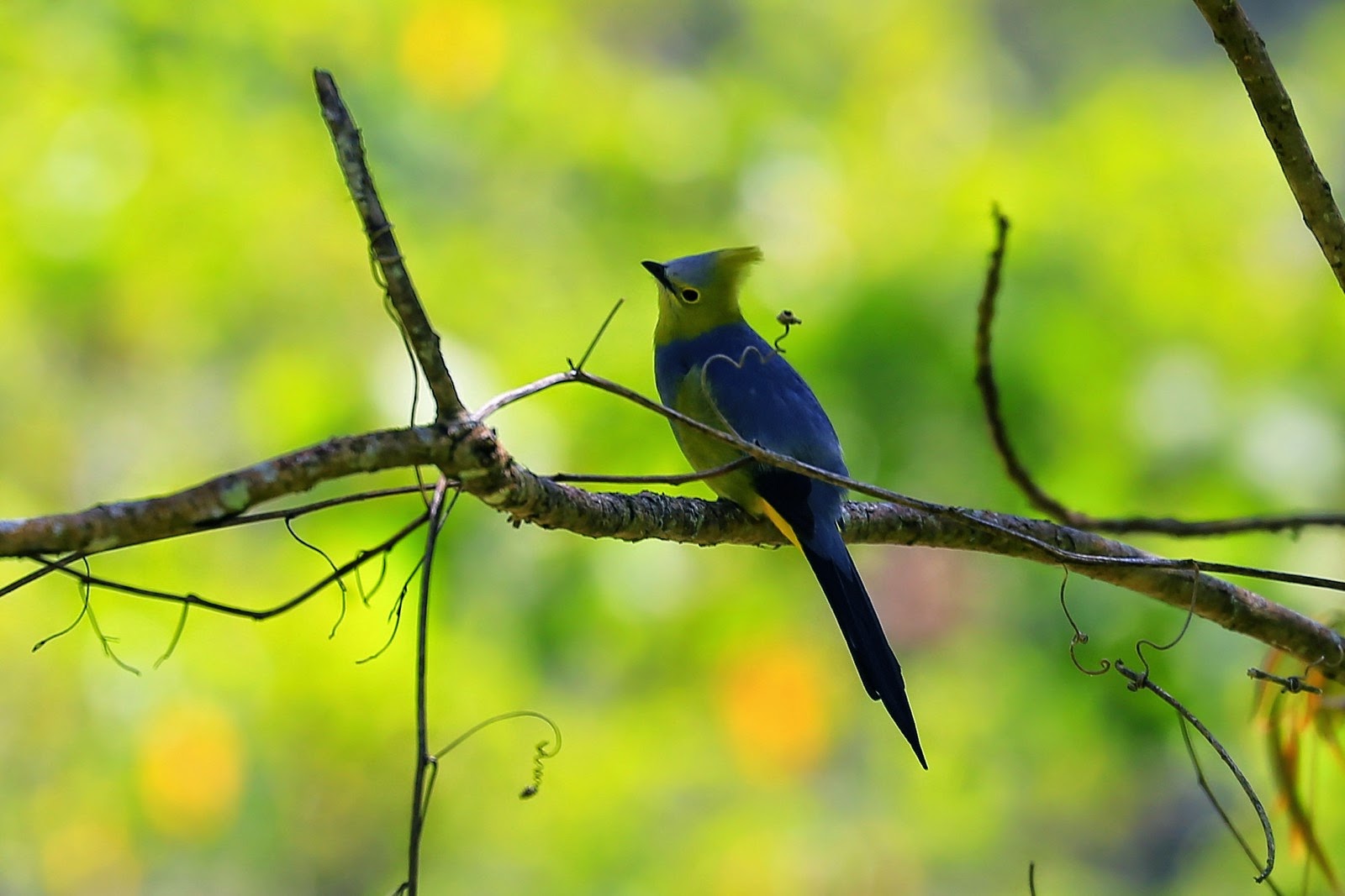 Oiseau aux longues plumes caudales