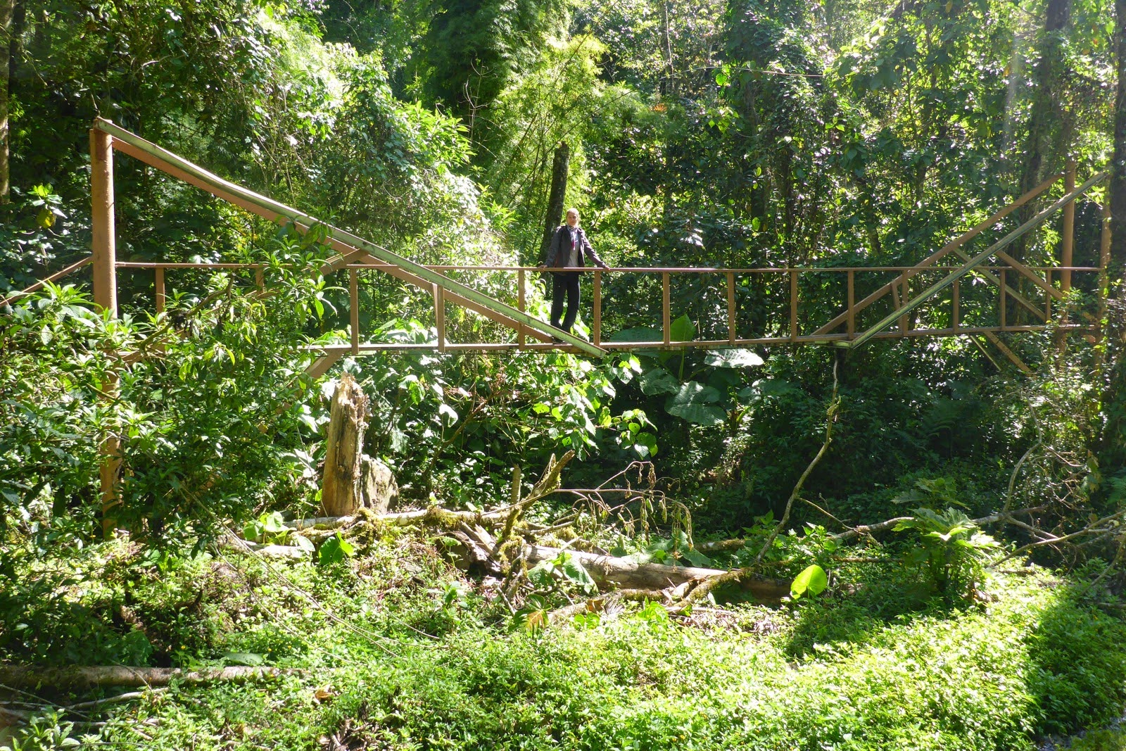 Sentier dans la forêt tropicale