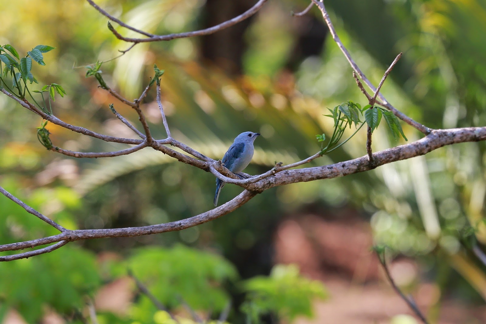 Petit oiseau sur une branche