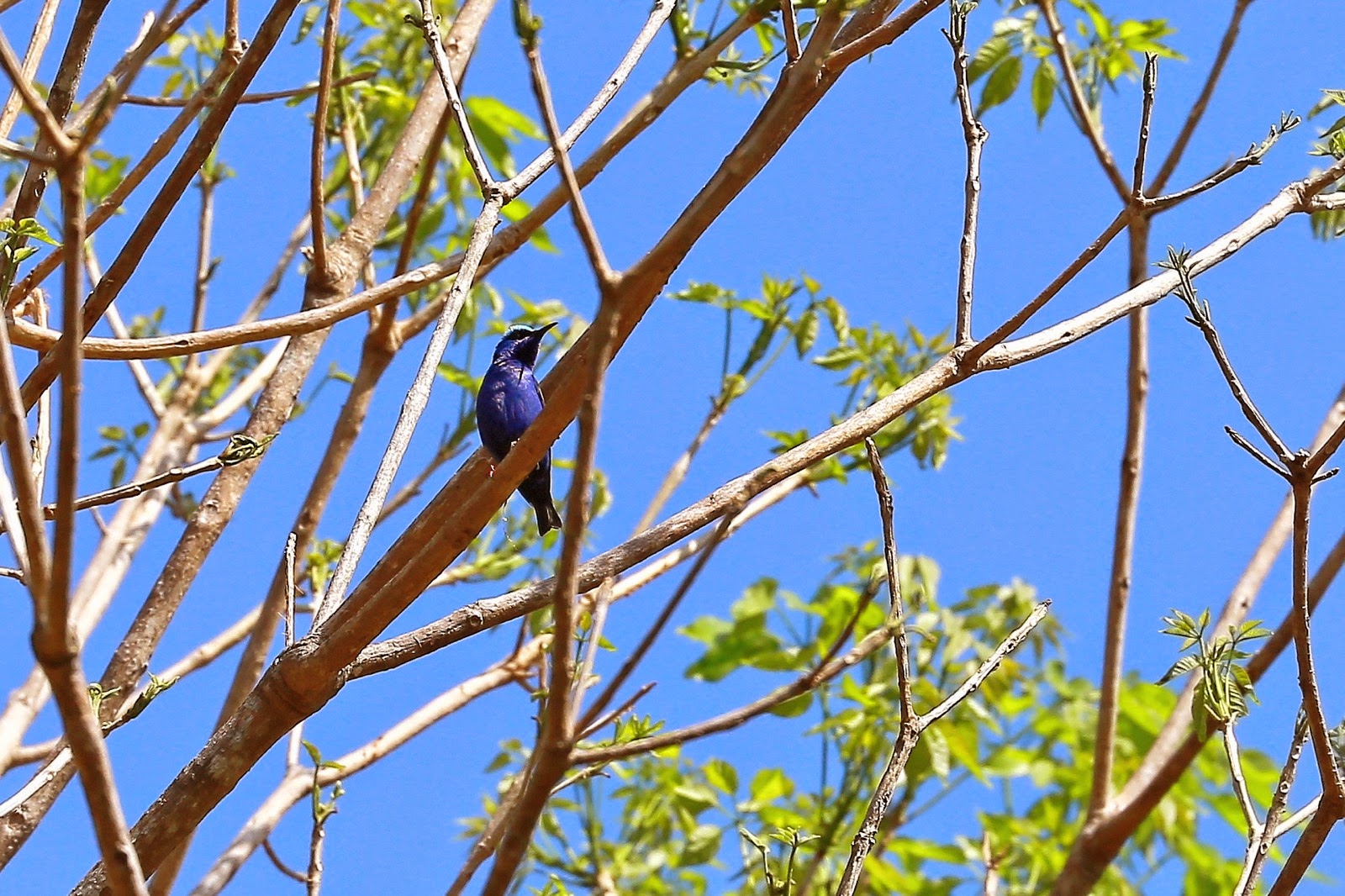 Oiseau bleu dans un arbre