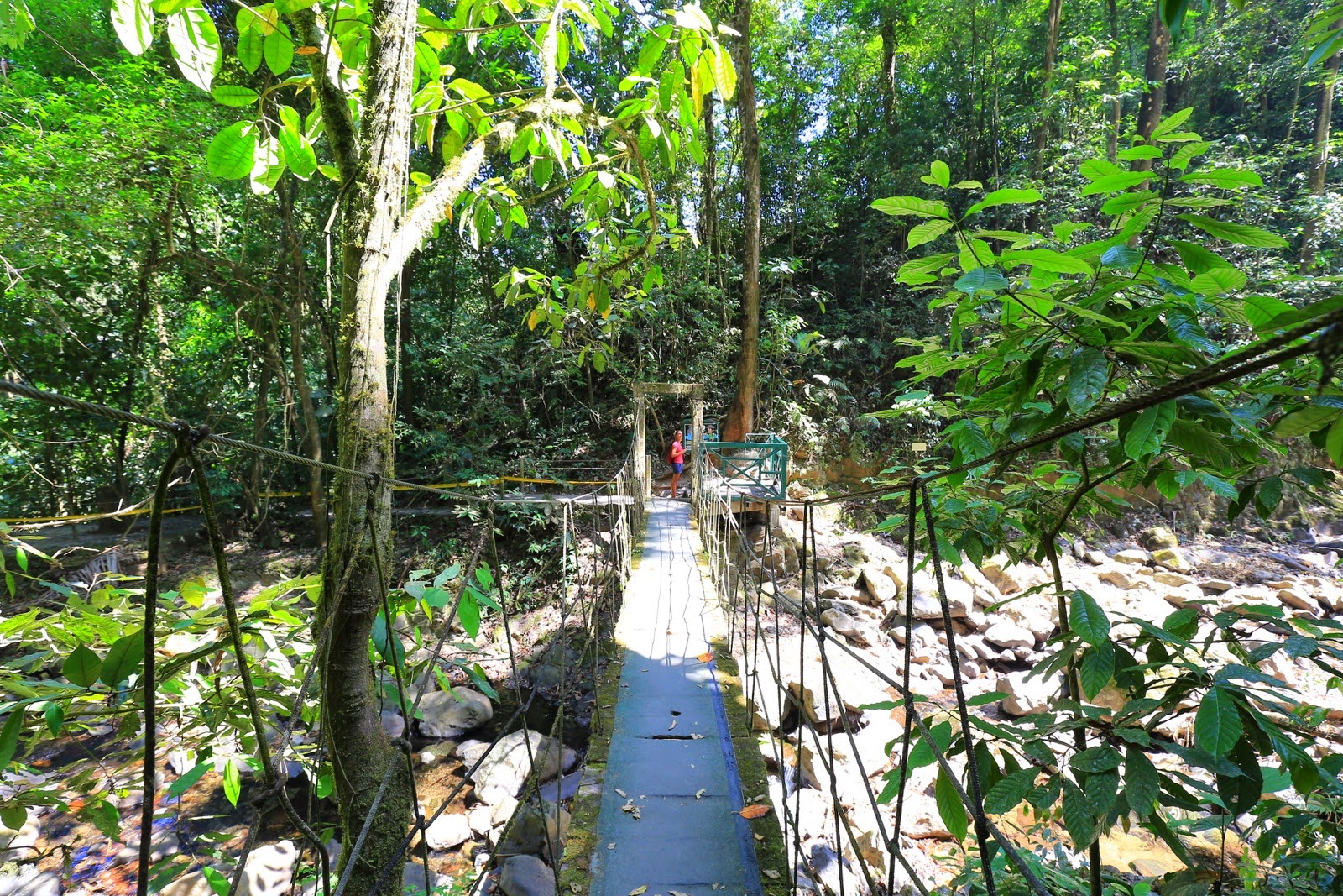 Pont suspendu dans la forêt