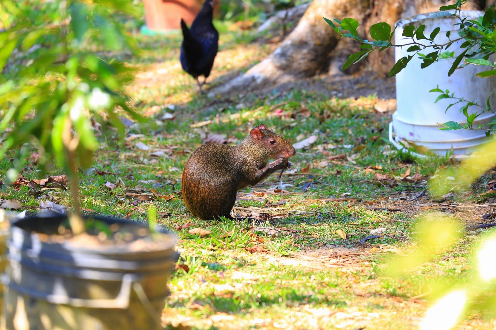 Agouti dans le zoo d’El Nispero
