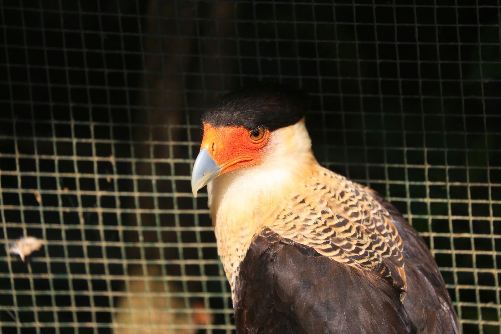 Caracara derrière un grillage