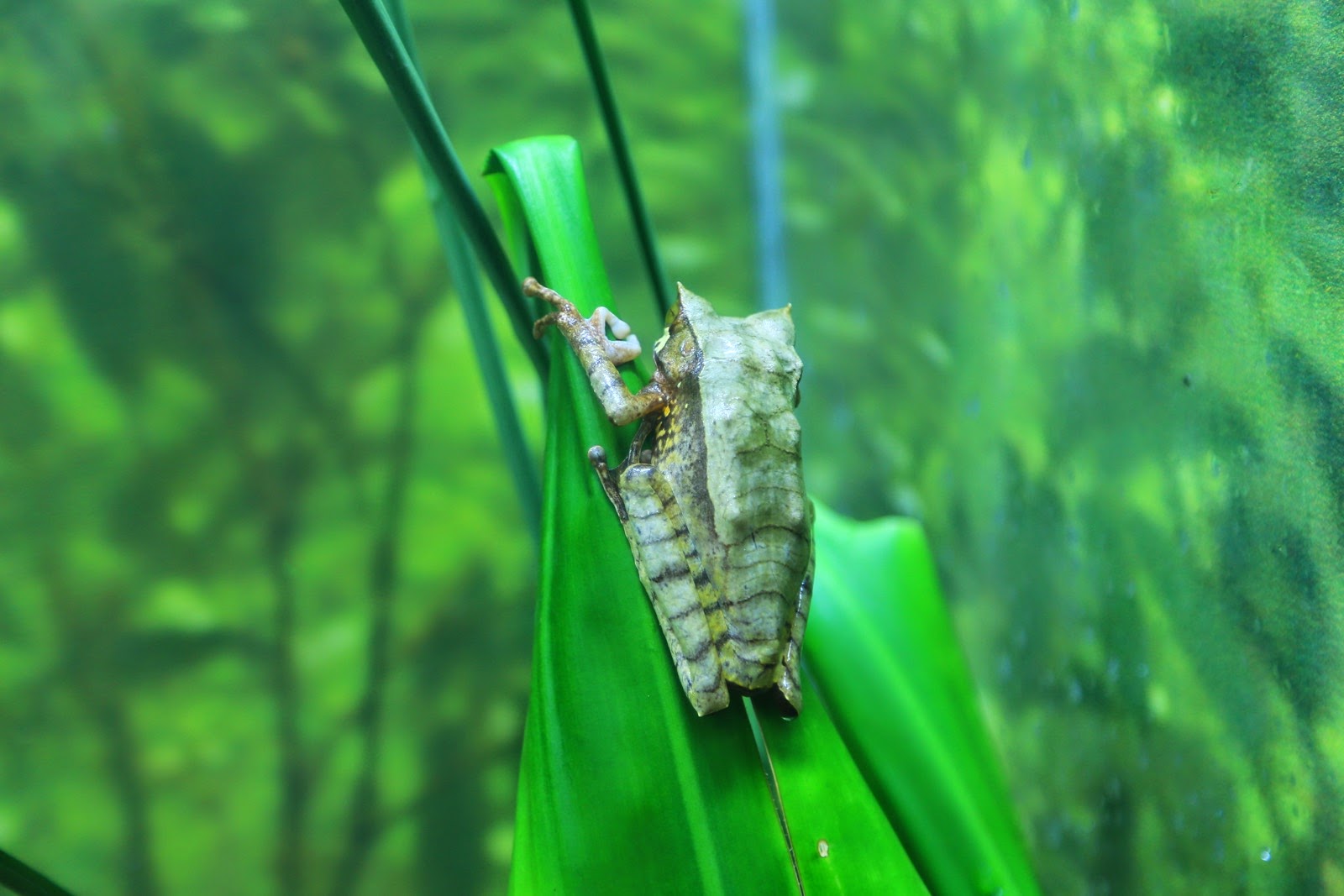 Petite grenouille sur une feuille