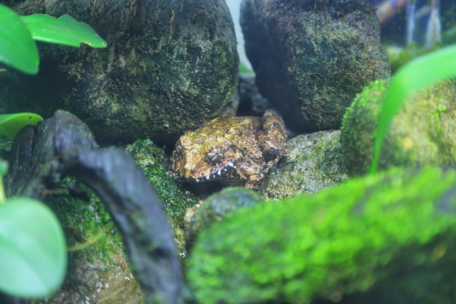 Grenouille cachée parmi la mousse