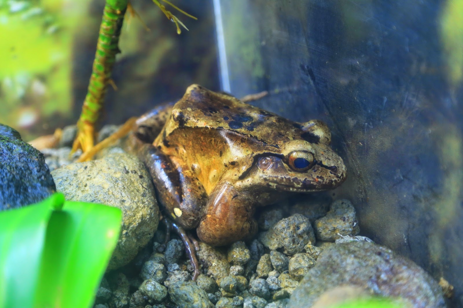 Grosse grenouille brune dans un vivarium