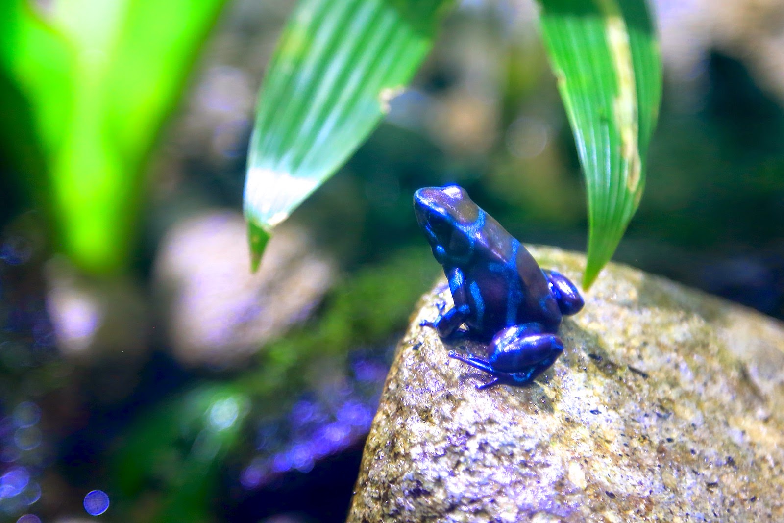 Grenouille bleue sur une pierre