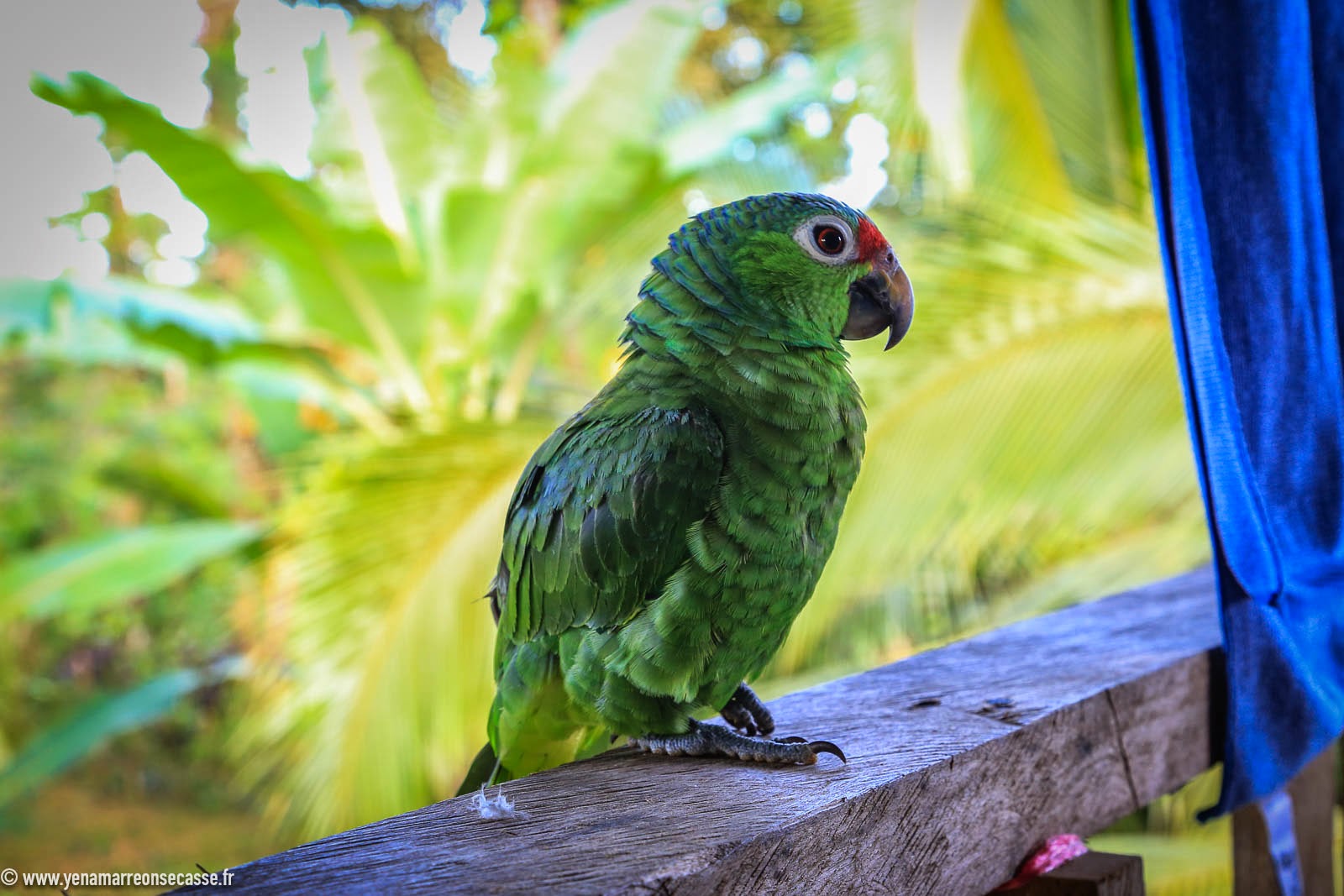 Perroquet vert sur la balustrade