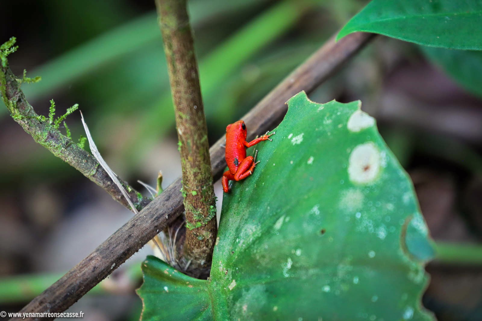 Minuscule grenouille rouge sur une feuille