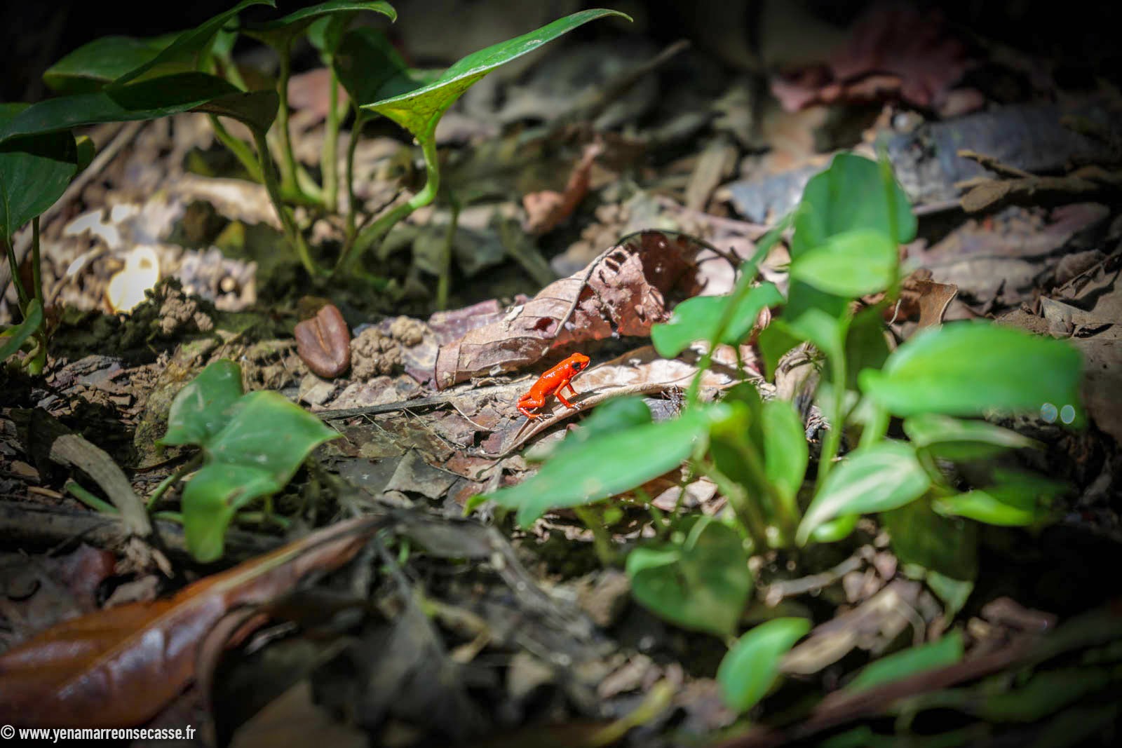 Grenouille rouge parmi les feuilles mortes