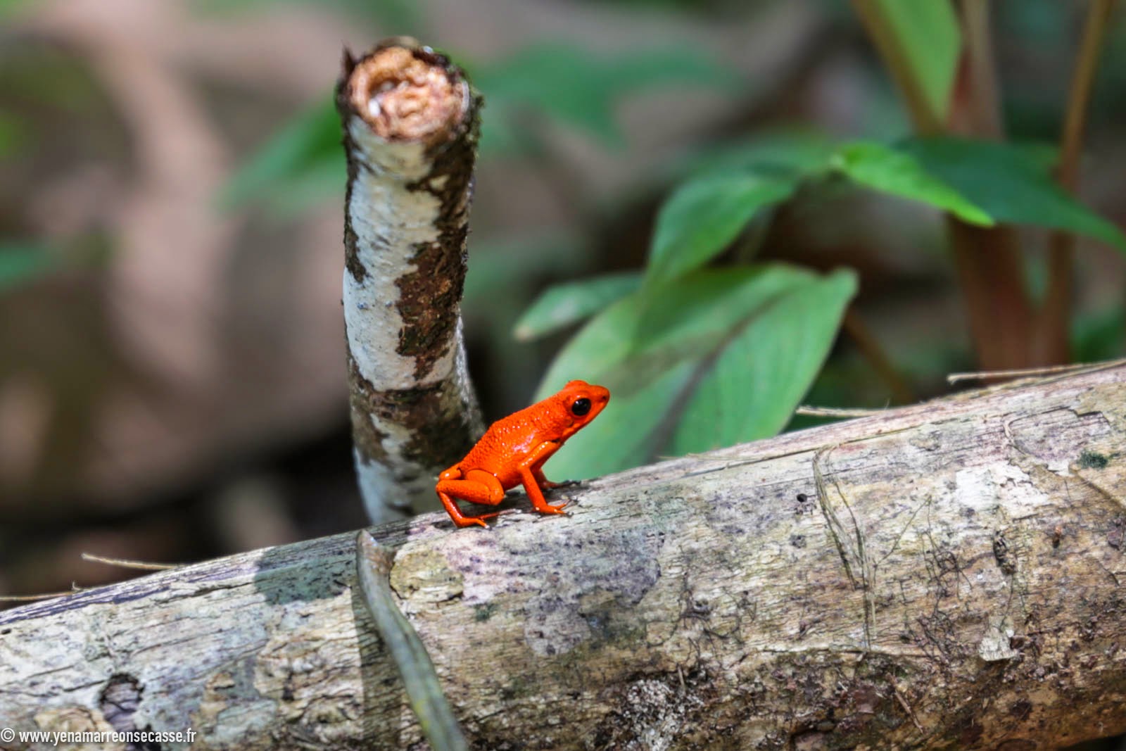 Grenouille rouge sur une branche