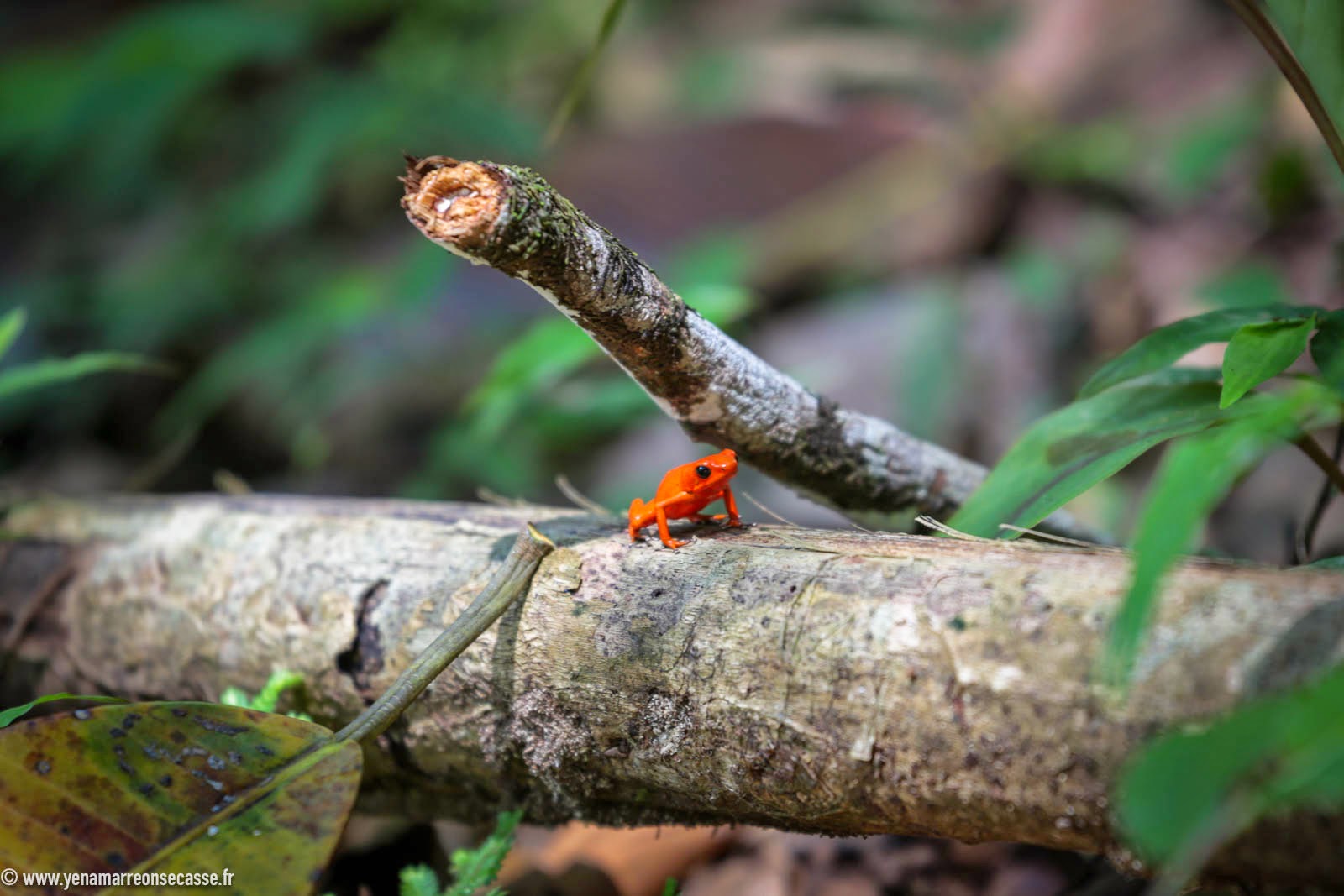 Red frog, la grenouille des fraises