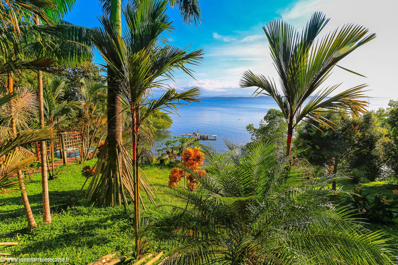 Palmiers et vue sur la mer depuis Isla Solarte