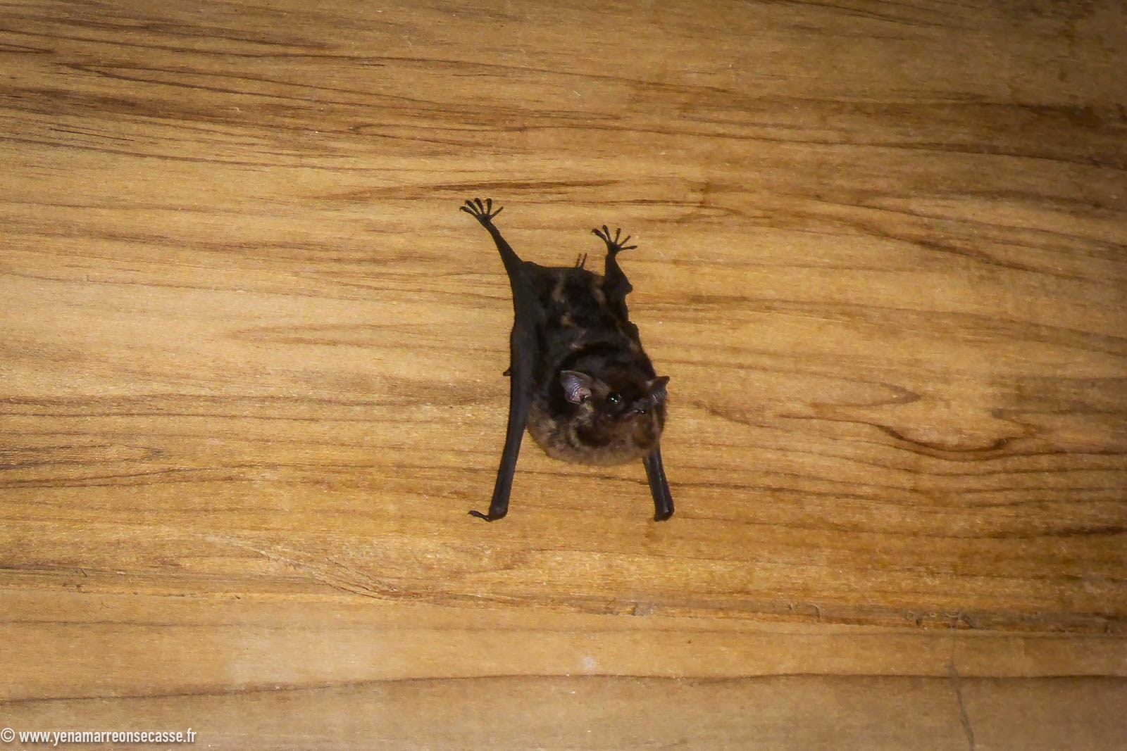 Chauve-souris accrochée au mur en planches