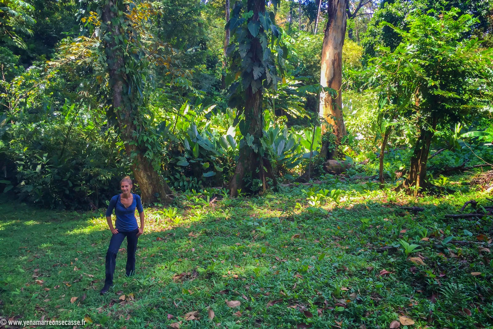Balade dans la jungle d’Isla Solarte