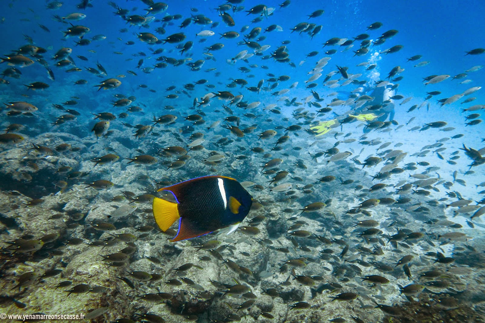 Poisson-ange au milieu d’un banc de poissons