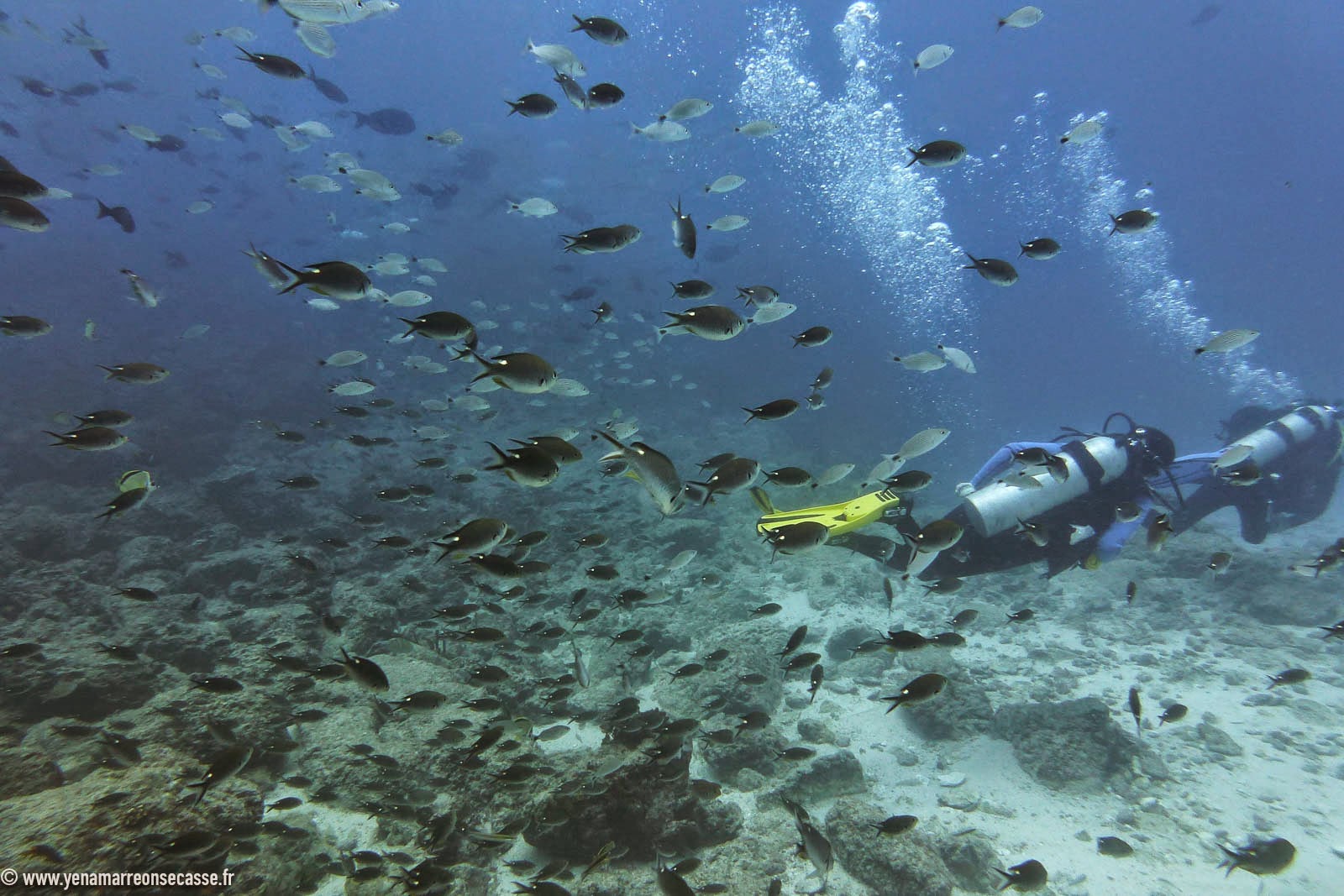 Plongeur au milieu des poissons