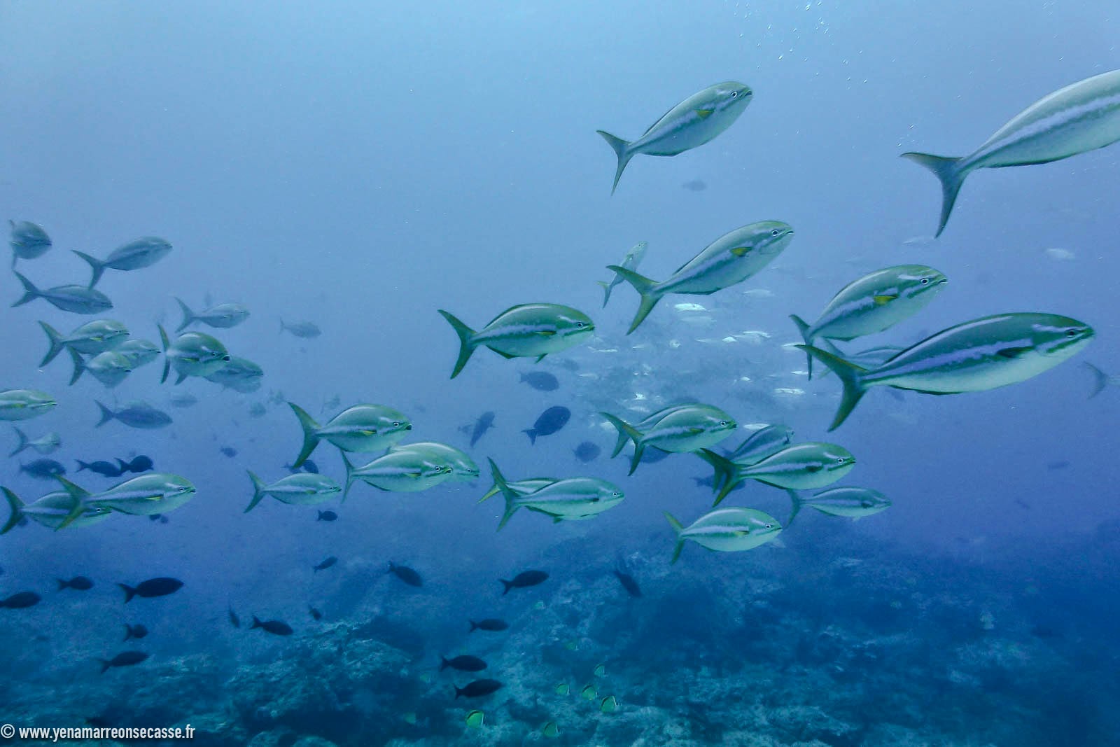Banc de poissons en pleine eau