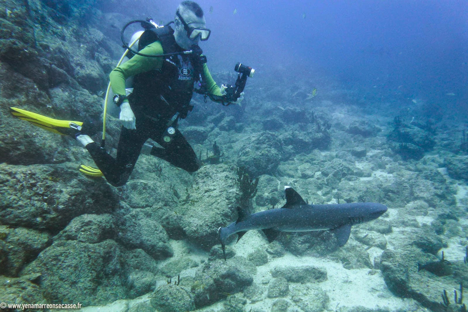 Plongeur et requin à pointe blanche