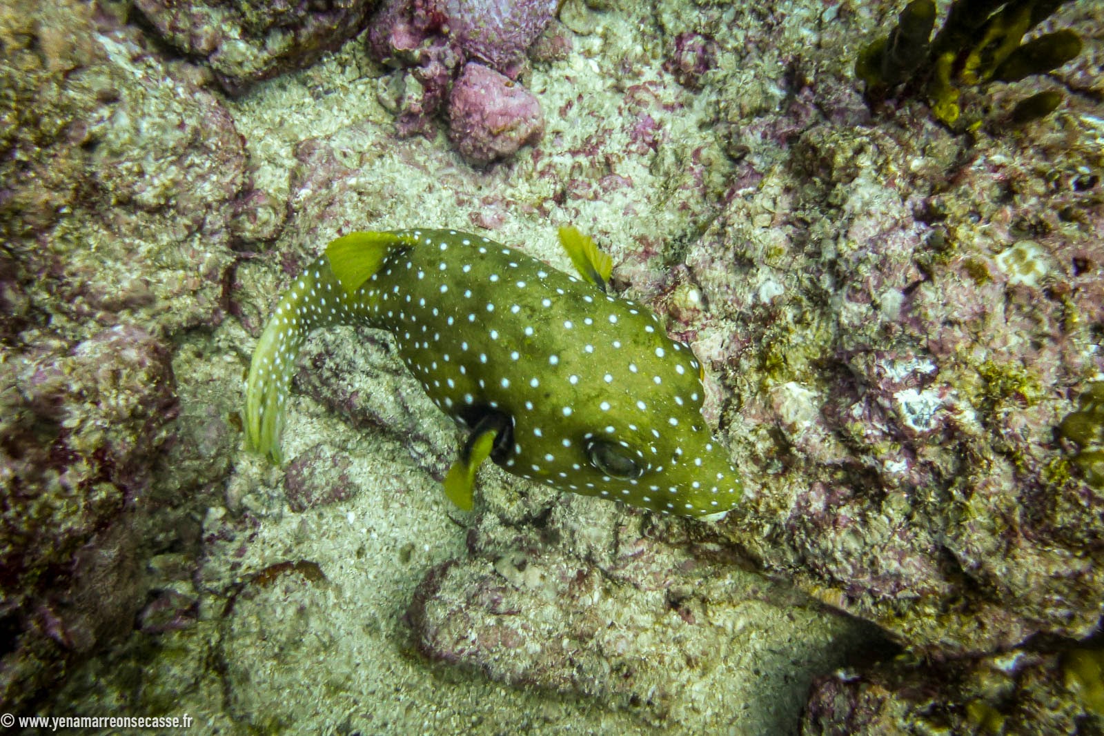 Poisson vert tacheté sur le récif