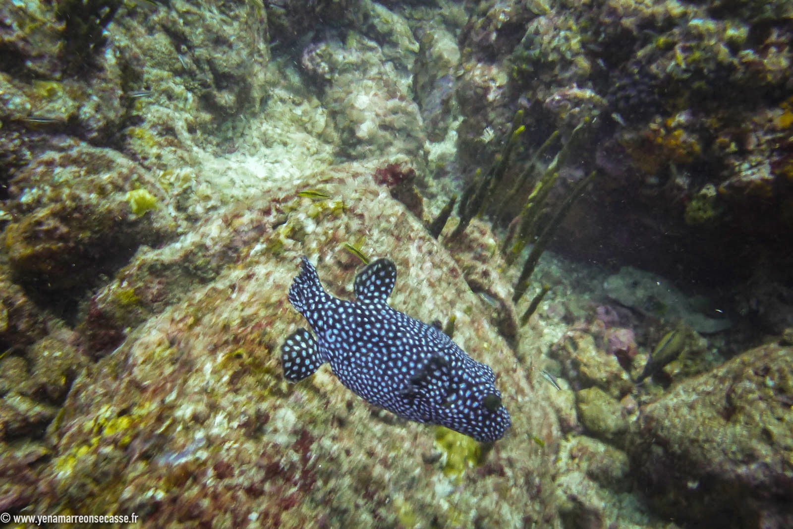 Poisson-globe à pois blancs