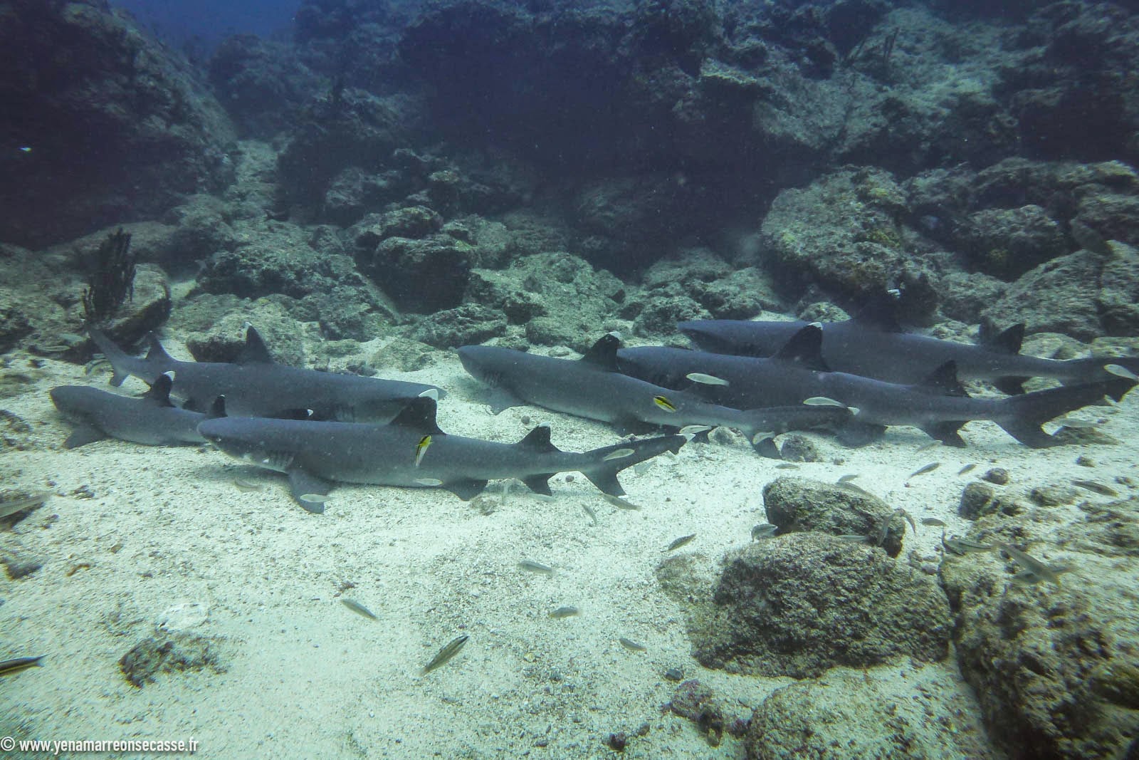 Requins à pointe blanche posés sur le fond