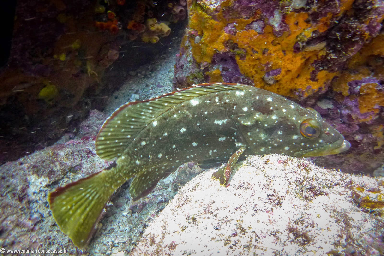 Poisson tacheté près des coraux
