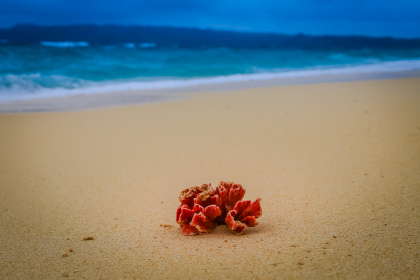 Fleur rouge sur le sable blanc de Boracay