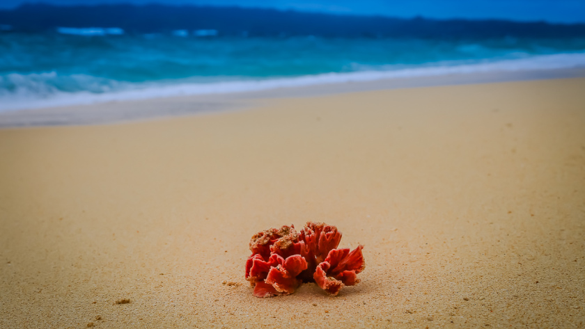 Fleur rouge sur le sable blanc de Boracay