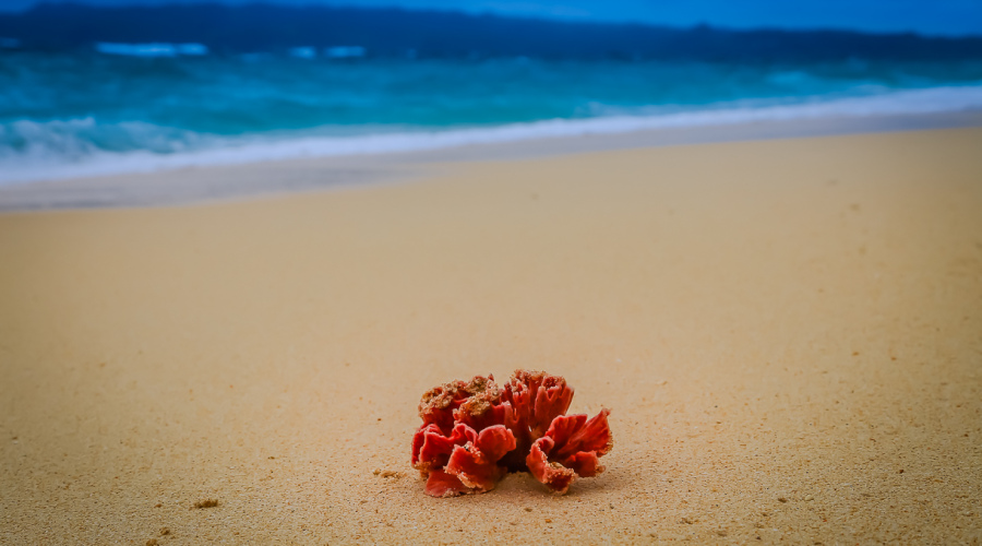 Fleur rouge sur le sable blanc de Boracay
