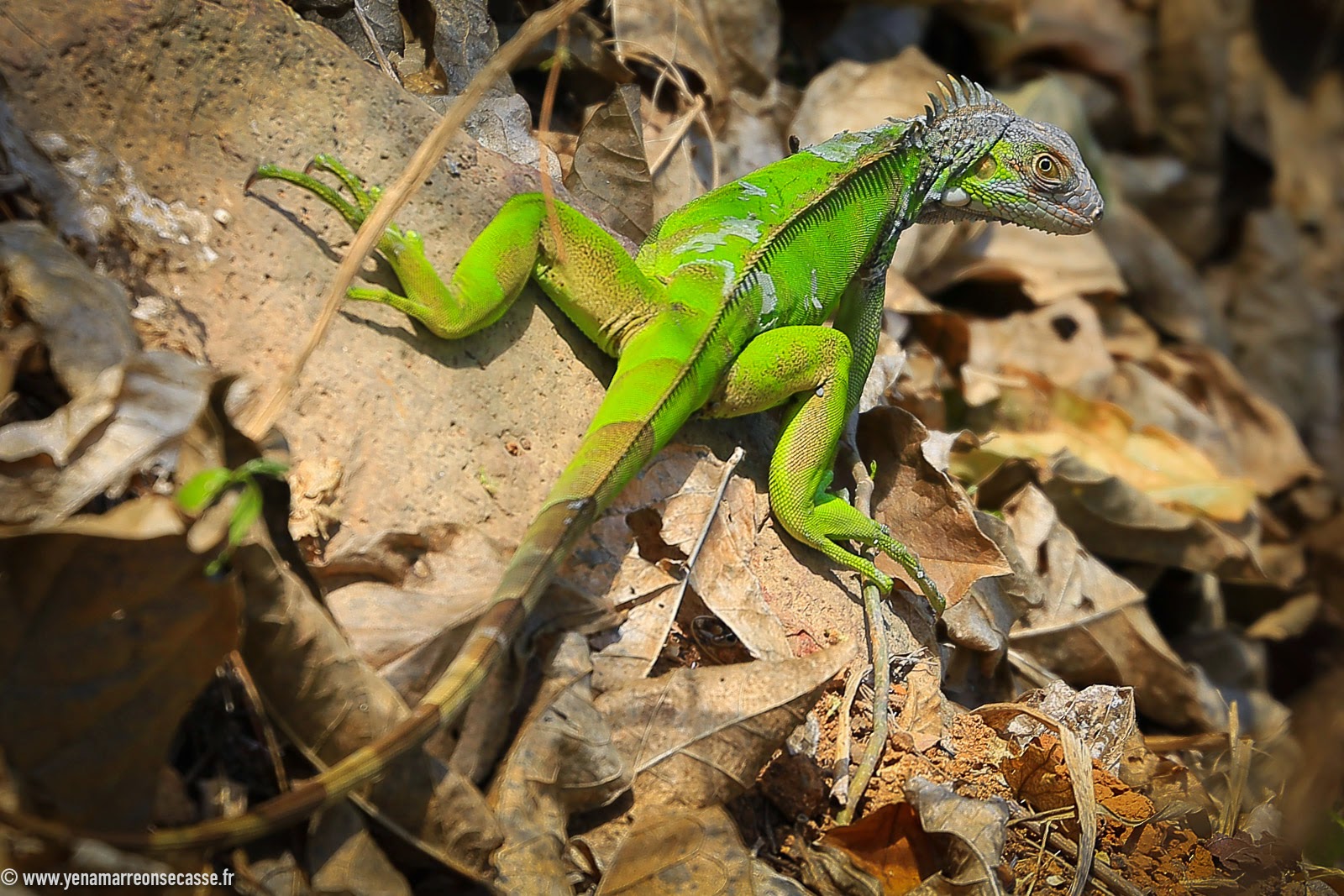 Iguane vert parmi les feuilles mortes