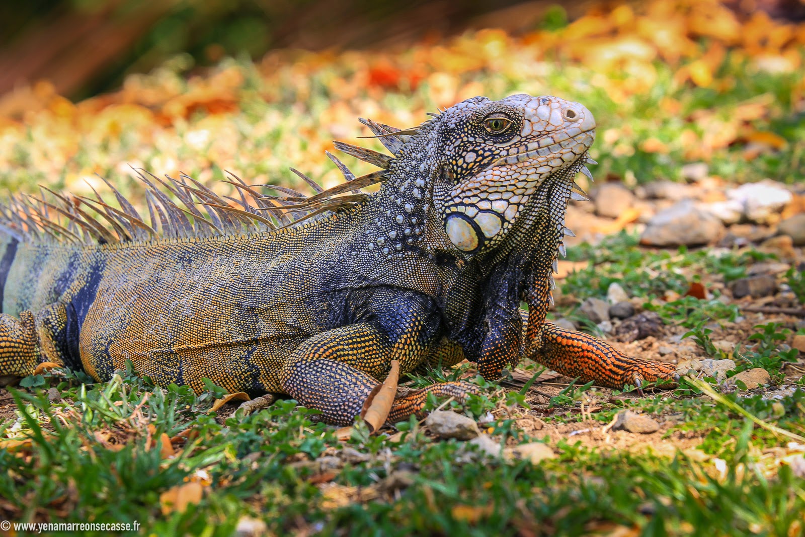 Iguane sur la pelouse de Punta Culebra