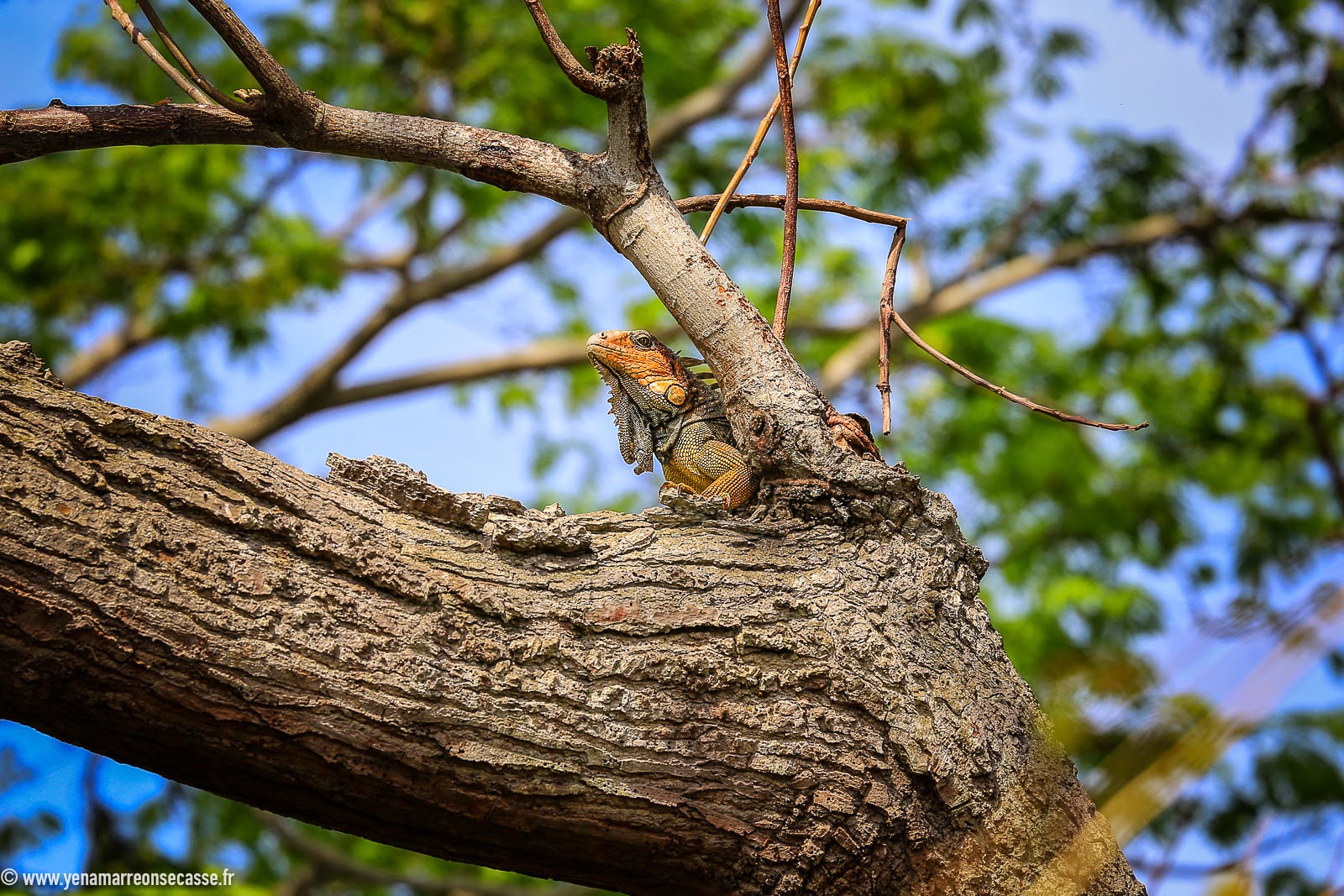 Paresseux sur une branche
