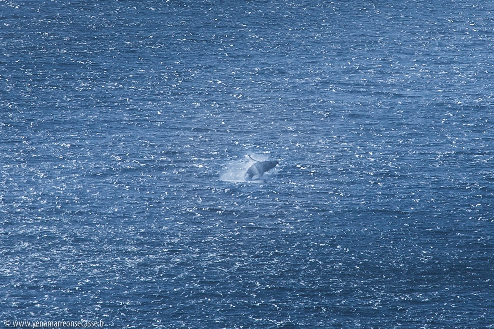 Baleine dans la baie