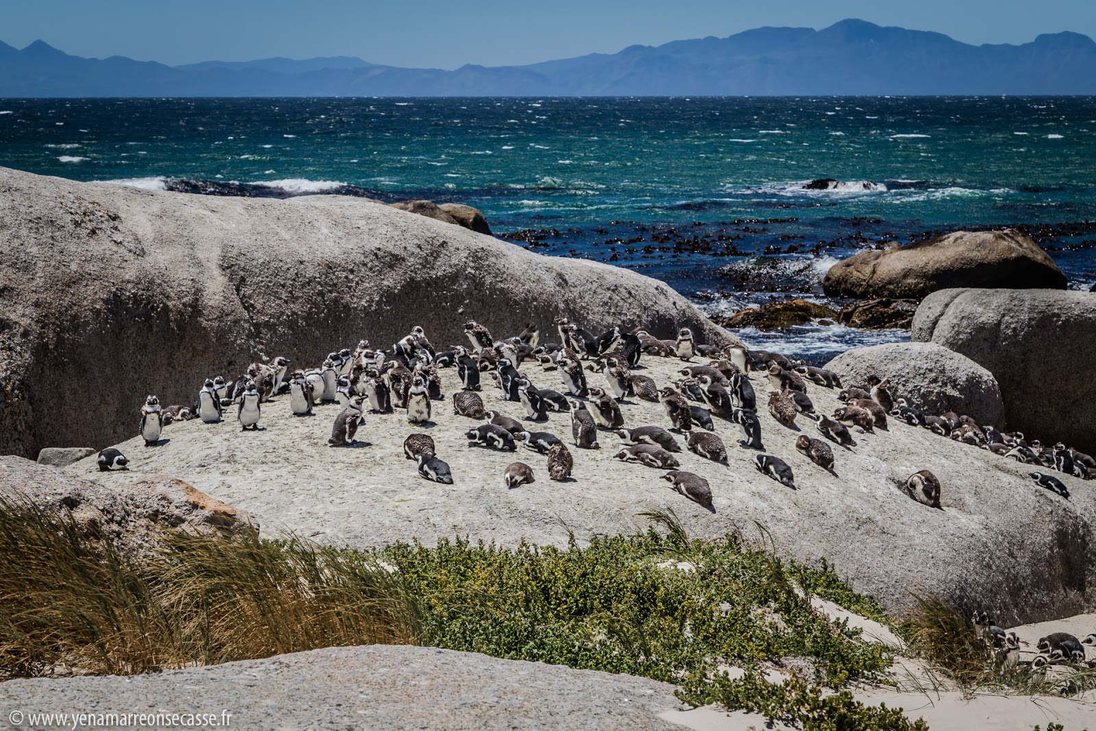 Colonie de manchots de Boulders Beach