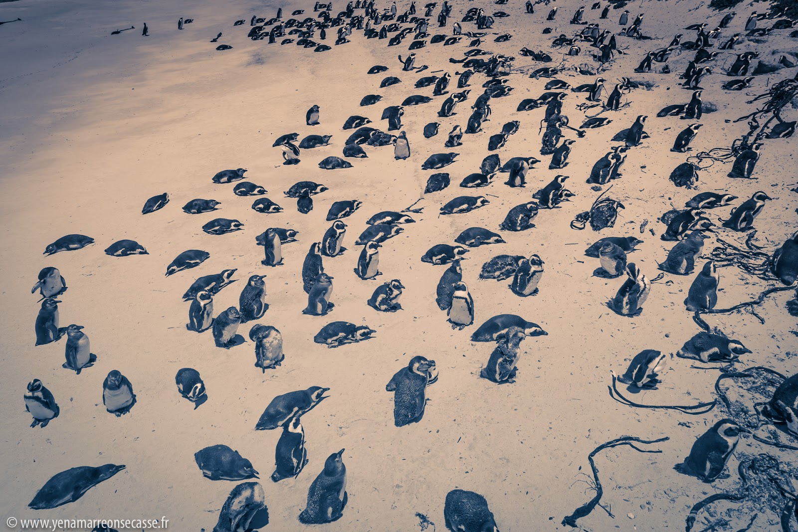 Manchots sur le sable