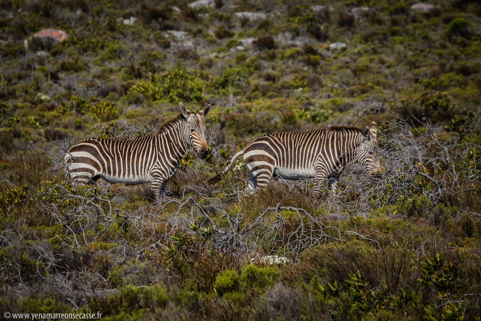 Zèbres de montagne dans le fynbos