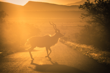 Koudou traversant la route au coucher du soleil dans un parc national
